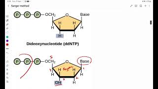 Dideoxy Chain Terminator method of DNA Sequencing [upl. by Yekram226]