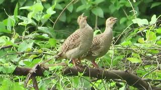 Grey Francolin Birds Scream Sounds  Teetar Birds Voice  Teetar Sounds [upl. by Rather218]