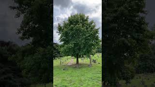 Sweetgum  tree  August 2024 [upl. by Carce]