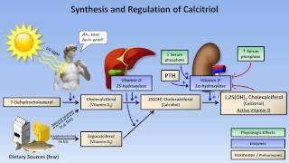 Calcium and Phosphate Metabolism [upl. by Rramo155]