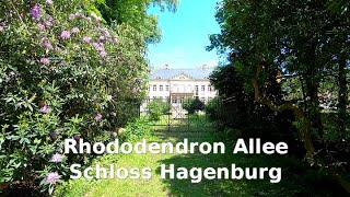 Rhododendron Allee beim Schloss Hagenburg RHODODENDRONWEG IN HAGENBURG [upl. by Niras]