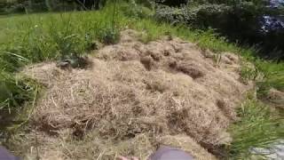 mon potager friche en permaculture partie 5 lutilisation et la gestion du foin en paillage [upl. by Noseyt703]