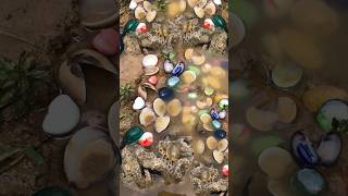 AmazingHarvesting pearls in this clam clam pearl satisfying shortvideo beutifull crystals [upl. by Enrol673]