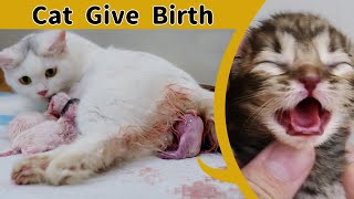 Cat Giving Birth to 6 Kittens [upl. by Yelroc]