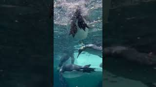 5 Fun Facts About Penguins You Didnt Know funfacts naturelover penguin sealife [upl. by Rodrick94]