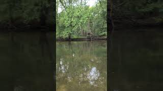 Serenity amongst a chorus of life at the Tippecanoe River State Park peaceful river shorts life [upl. by Madora252]