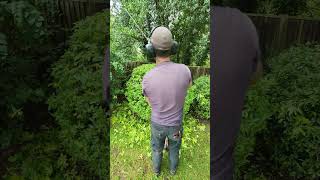 Super Fast Choisya Trim satisfying shorts gardening stihl garden summer shortvideo gardener [upl. by Wake]