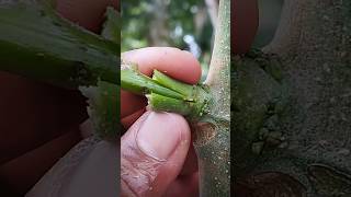 Amazing bud grafting skills shorts [upl. by Keli]