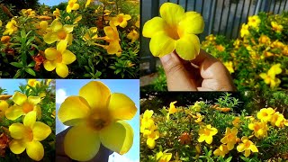 Allamanda Flower Plant Care Growing Tips  Golden Trumpet Yellow Bells Garden অলকানন্দা ফুল [upl. by Walkling]