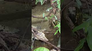 Huge Orinoco Crocodile at the Dallas World Aquarium [upl. by Avehs]