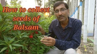 How to collect and store Balsam seeds in a Very Easy Method [upl. by Gall]