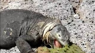 Galapagos Land Iguana feeding on a cactus [upl. by Weinhardt]