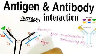 what is Antigen and Antibody interaction  Antigen and Antibody in hindi [upl. by Mobley331]