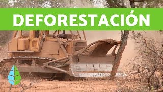 CAUSAS de la DEFORESTACIÓN y CONSECUENCIAS de la DEFORESTACIÓN [upl. by Narut545]