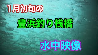 1月初旬の豊浜釣り桟橋の足元の水中映像 知多半島 豊浜漁港 [upl. by Licha]