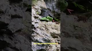 I found a baby dragon in the Aareschlucht Aare Gorge Switzerland [upl. by Pritchard866]