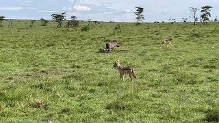 Deux chacals chassent les petits dun couple de phacochères dans le Massaï Mara Kenya  4K [upl. by Ellienad]