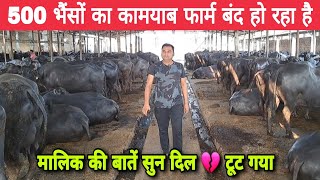 500 भैंसों का बेहतरीन Dairy Farm बंद हो रहा है मालिक की बातें सुन दिल 💔 टूट गया 😭 [upl. by Negyam]