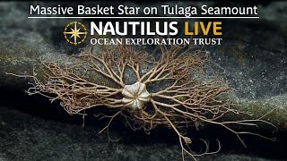 Massive Basket Star on Tulaga Seamount  Nautilus Live [upl. by Zashin584]