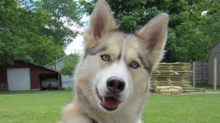 Let the Fur Fly  Wordless Wednesday  Siberian Husky Blowing Coat [upl. by Ahsinet633]