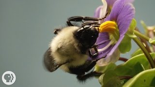 This Vibrating Bumblebee Unlocks a Flowers Hidden Treasure  Deep Look [upl. by Loria]