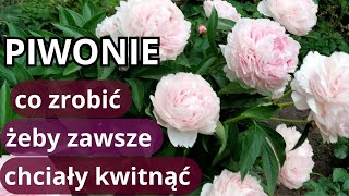 PIWONIE nie kwitły  zrób to koniecznie teraz błędy w uprawie piwonii [upl. by Notreb388]