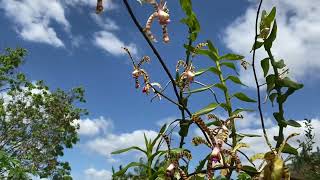 Arachnis FlosaerisSpider Orchid in bloomorchids [upl. by Naoj]