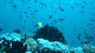 Reef Hook Diving in Current [upl. by Fraze]