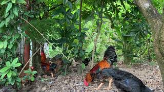 FarmFresh Eggs Chickens Scavenging for Breakfast [upl. by Eddra]