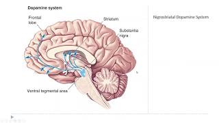 OSSM Neuro Chapter 15  The Diffuse Modulatory Systems [upl. by Nahtam]