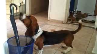 basset hound barks at Umbrella [upl. by Pember]