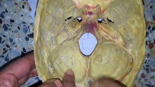 MENINGES OF SKULL dura matter easy explanation 1 [upl. by Leugimesoj318]