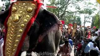 Mass elephants rally in Kerala India [upl. by Ventre]