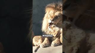 Why do lions roar wildanimals wildlife lions [upl. by Atinnod]