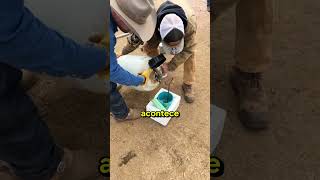 Porque eles queimam os cavalos 😭 curiosidades fatoscuriosos shorts [upl. by Oslec]