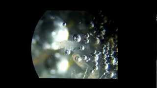 Copepods in hydrogen peroxide [upl. by Ainesy]