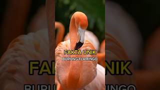 Keunikan Hewan Burung Flamingo  Lensa Fakta [upl. by Nylle]