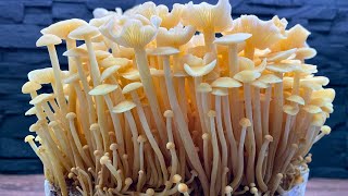 Pilze züchten  Erntezeit Folge 46  Golden Enoki  Flammulina velutipes [upl. by Uht]