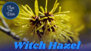 Tree of the Week Witch Hazel [upl. by Ggerc494]