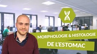 Physiologie digestive Morphologie et histologie de l’estomac  Physiologie  digiSchool [upl. by Rakel]