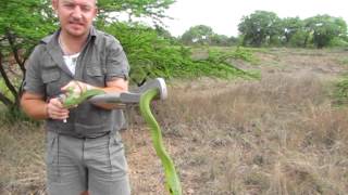 Snakes of the Kruger Park Boomslang [upl. by Yekcim916]