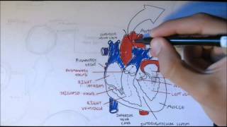 Congestive Heart Failure CHF for Nursing amp NCLEX [upl. by Darken]