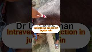 Intravenous injection in jugular vein l dr Umar khan [upl. by Akeylah]