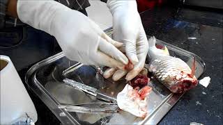 Extraction of pituitary gland from fish Puntius gonionotusSilver Barb [upl. by Suillenroc]