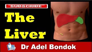 Anatomy of the Liver Dr Adel Bondok [upl. by Durrett]