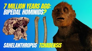 Sahelanthropus tchadensis  The First BIPEDAL Hominid 7mya [upl. by Darsie]