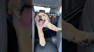 The CUTEST Backseat Driver Youll Ever See puppy shiba frenchbulldog goldenretriever [upl. by Winikka]