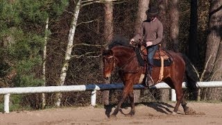 Natural horsemanship Under Saddle  Walk Trot amp Canter [upl. by Ilrebmik]