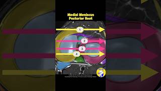 Fig 1A07 Meniscal Roots and Periphery [upl. by Joane]