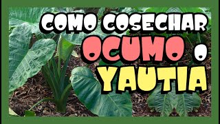 COMO COSECHAR OCUMO O YAUTIA [upl. by Hanahs]